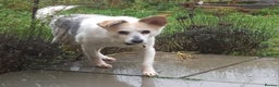 Mixed Breed dogs for adoption: Petite girl Allie - Advert 1