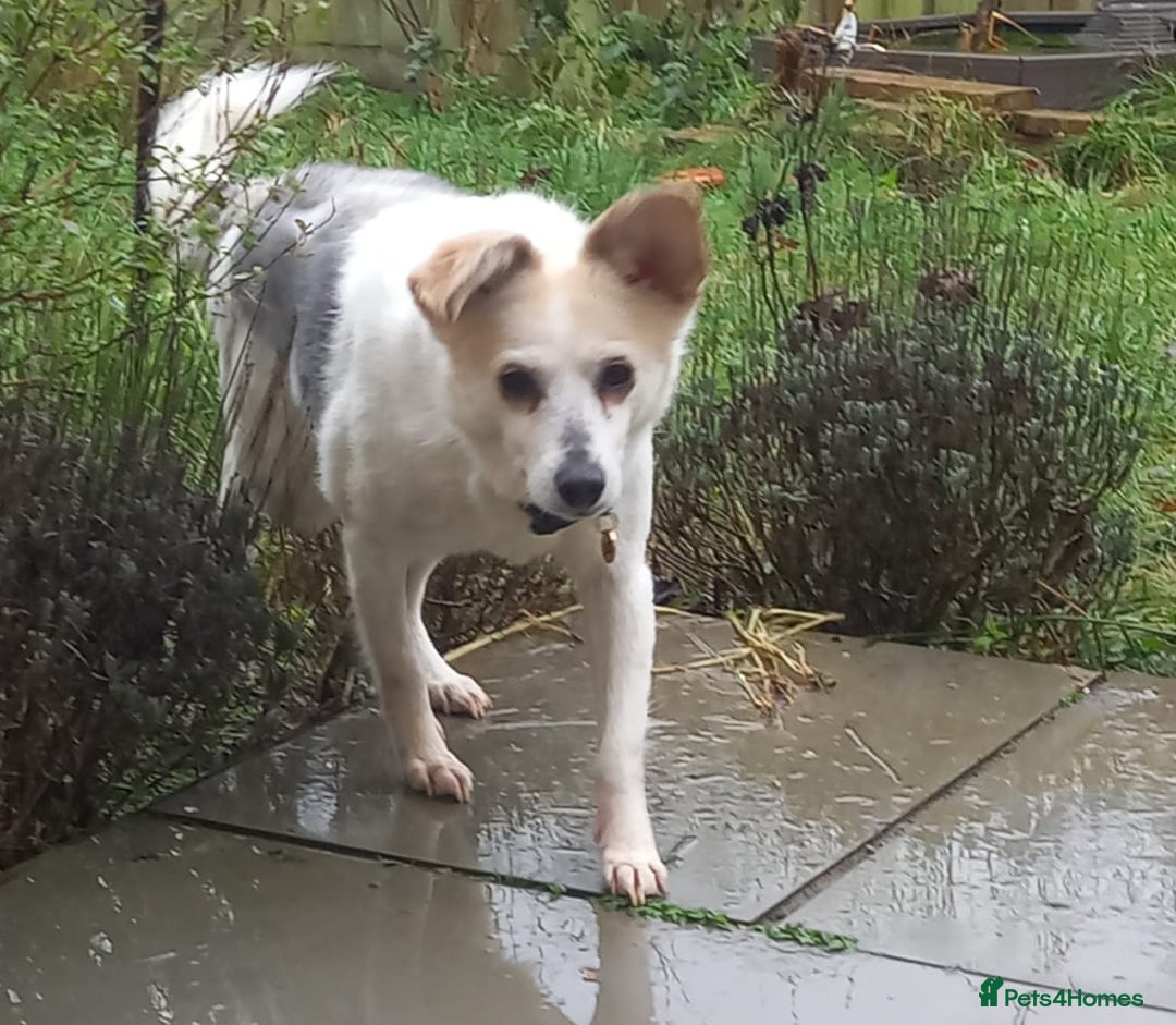 Mixed Breed dogs for adoption: Petite girl Allie - Advert 1