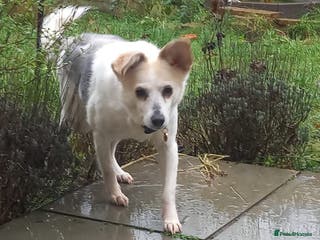 Mixed Breed dogs Petite girl Allie - Advert 1