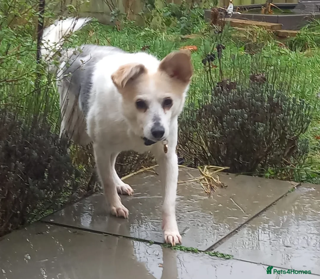 Mixed Breed dogs for adoption: Petite girl Allie - Advert 1