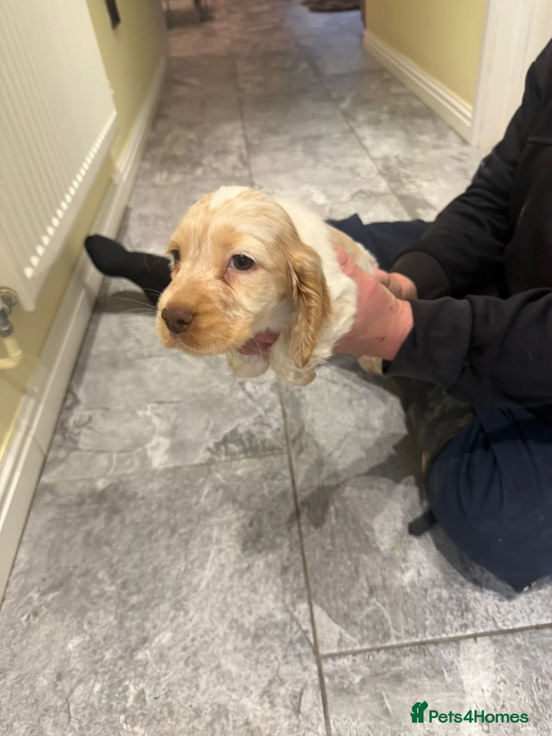 Cocker Spaniel dogs for sale: OUTSTANDING ADORABLE SHOW TYPE COCKER SPANIEL  - Advert 34