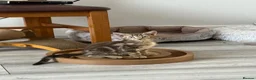 Mixed Breed cats for sale: Beautiful Tabby Kittens - Advert 12