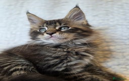 Maine Coon cats for sale: 4 x large bundles of fun - Image 11