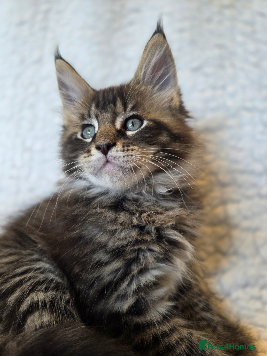 Maine Coon cats for sale: 4 x large bundles of fun - Image 11