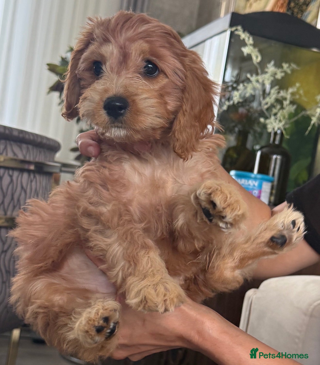 Toy Poodle dogs Toilet trained Toy poodle cross F1Cavapoo puppies - Advert 1