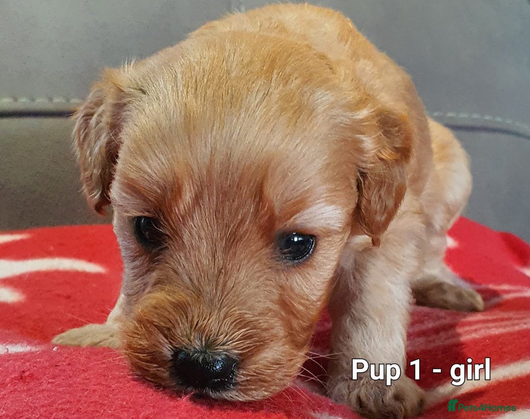 Goldendoodle dogs for sale: F1B Miniature Golden Doodles - Advert 3