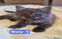 Maine Coon cats for sale: Gorgeous Half Maine Coon Boys and Girls  - Image 3