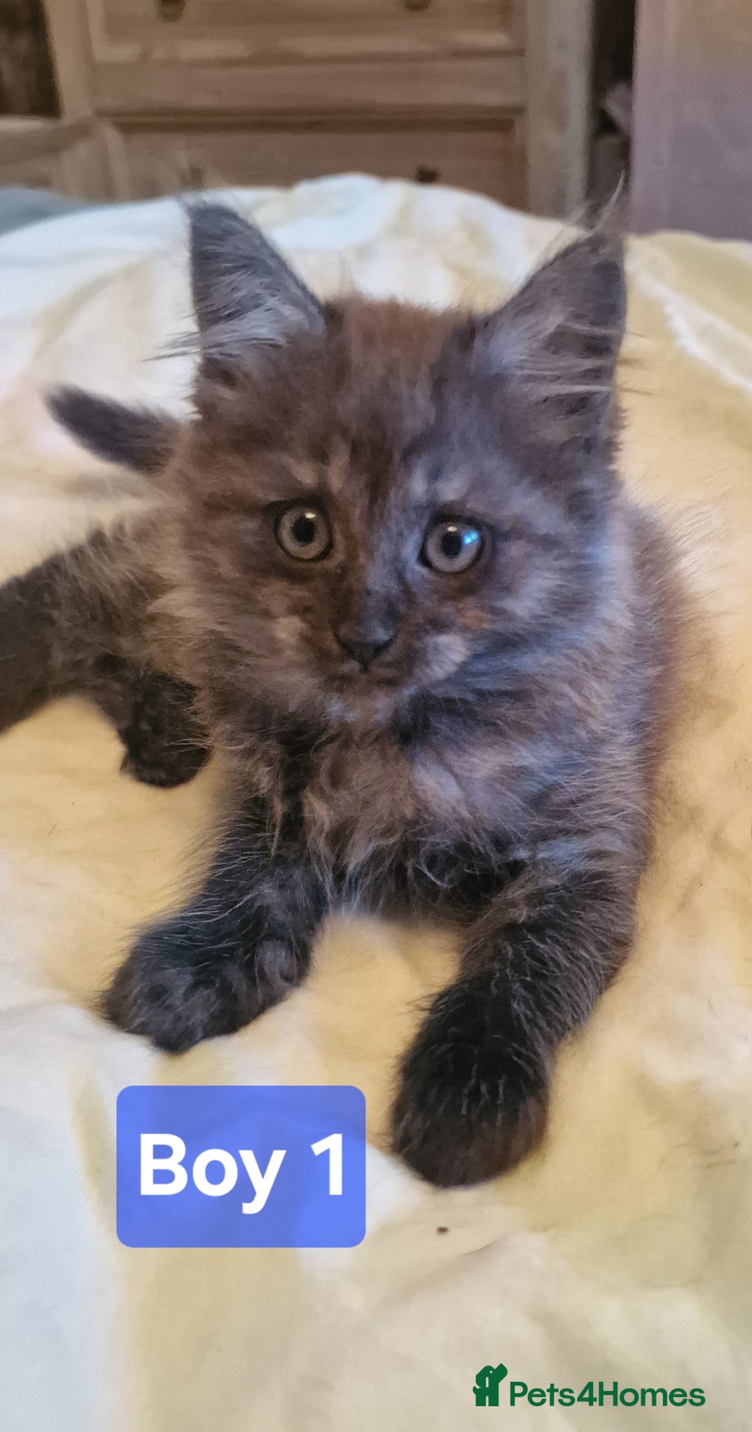 Maine Coon cats for sale: Gorgeous Half Maine Coon Boys and Girls  - Image 3
