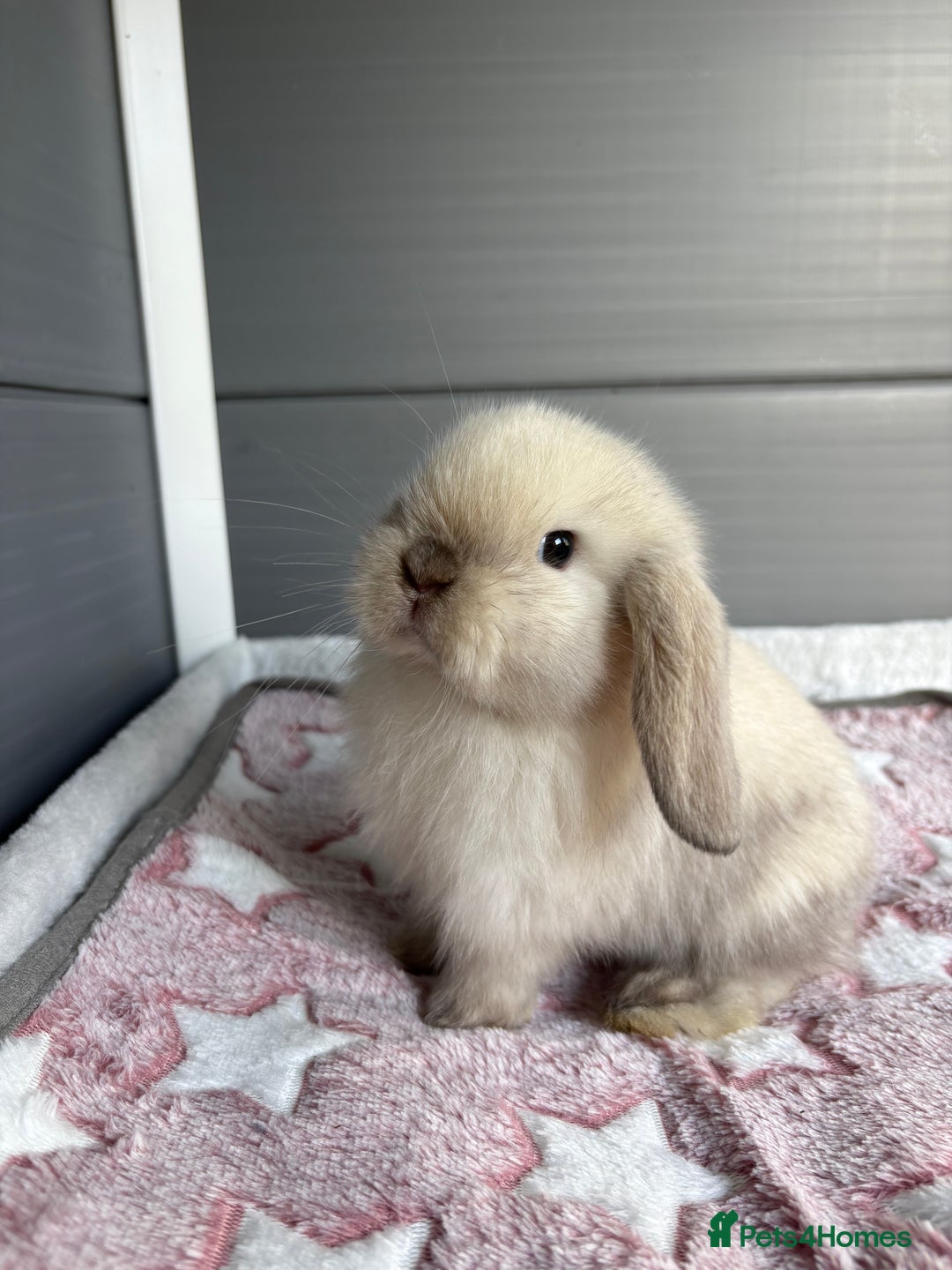 Mini Lop rabbits for sale: Friendly pure bred mini lops  - Image 7