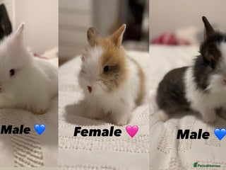 Lionhead rabbits - Advert 23