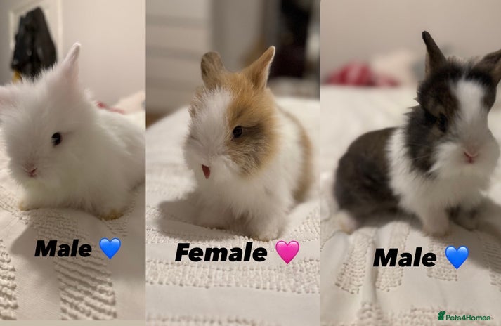 Lionhead rabbits - Advert 1