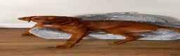 Labrador Retriever dogs for sale: Teddy - Advert 9
