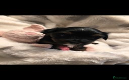 Yorkshire Terrier dogs for sale: Yorkshire terrier mini  - Advert 9