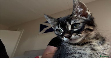 Mixed Breed cats - Advert 1