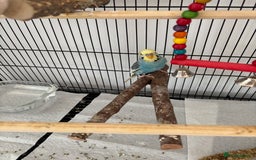 Budgerigars birds for sale: Beautiful Male Young Budgie  - Image 3