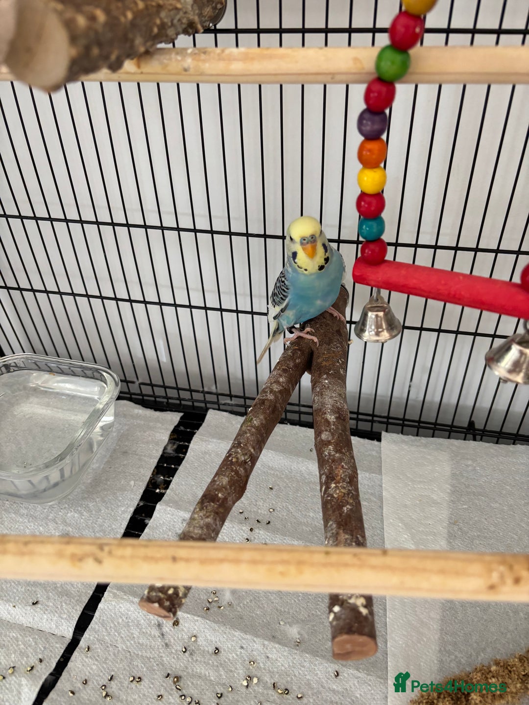 Budgerigars birds for sale: Beautiful Male Young Budgie  - Image 3
