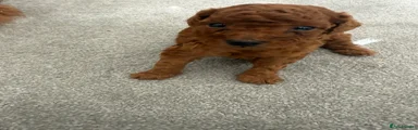 Toy Poodle Puppy 1
