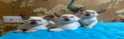 Oriental cats for sale: 7 GCCF Oriental & Siamese Kittens - Advert 14