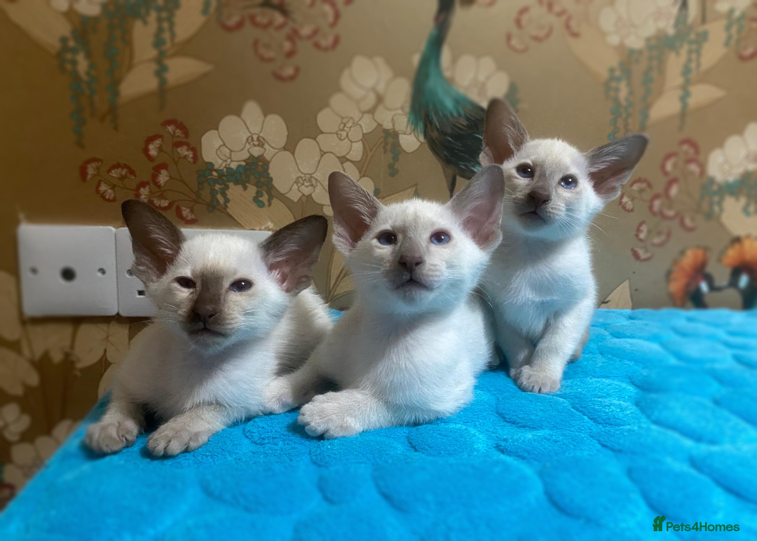 Oriental cats for sale: 7 GCCF Oriental & Siamese Kittens - Advert 14