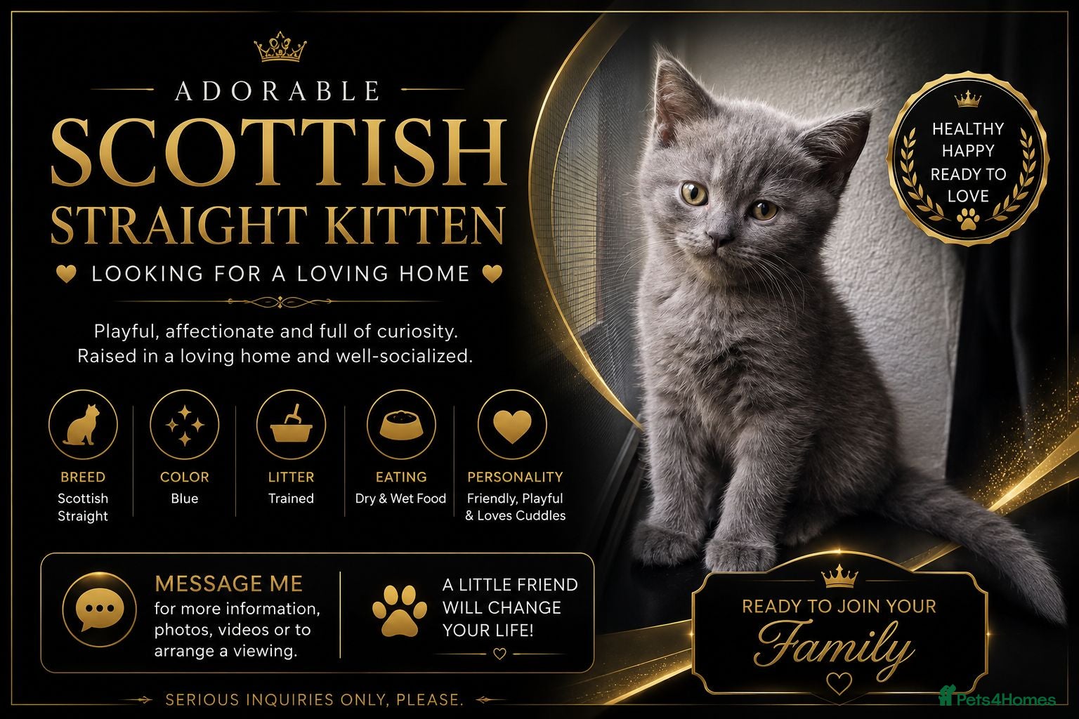 Scottish Fold cats 🐾 Charming Scottish Fold Kitten! 🐾 - Advert 6