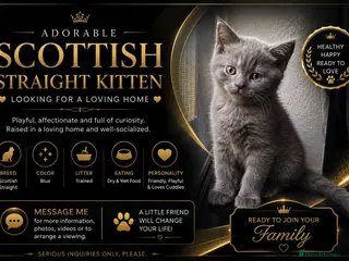 Scottish Fold cats 🐾 Charming Scottish Fold Kitten! 🐾 - Advert 6