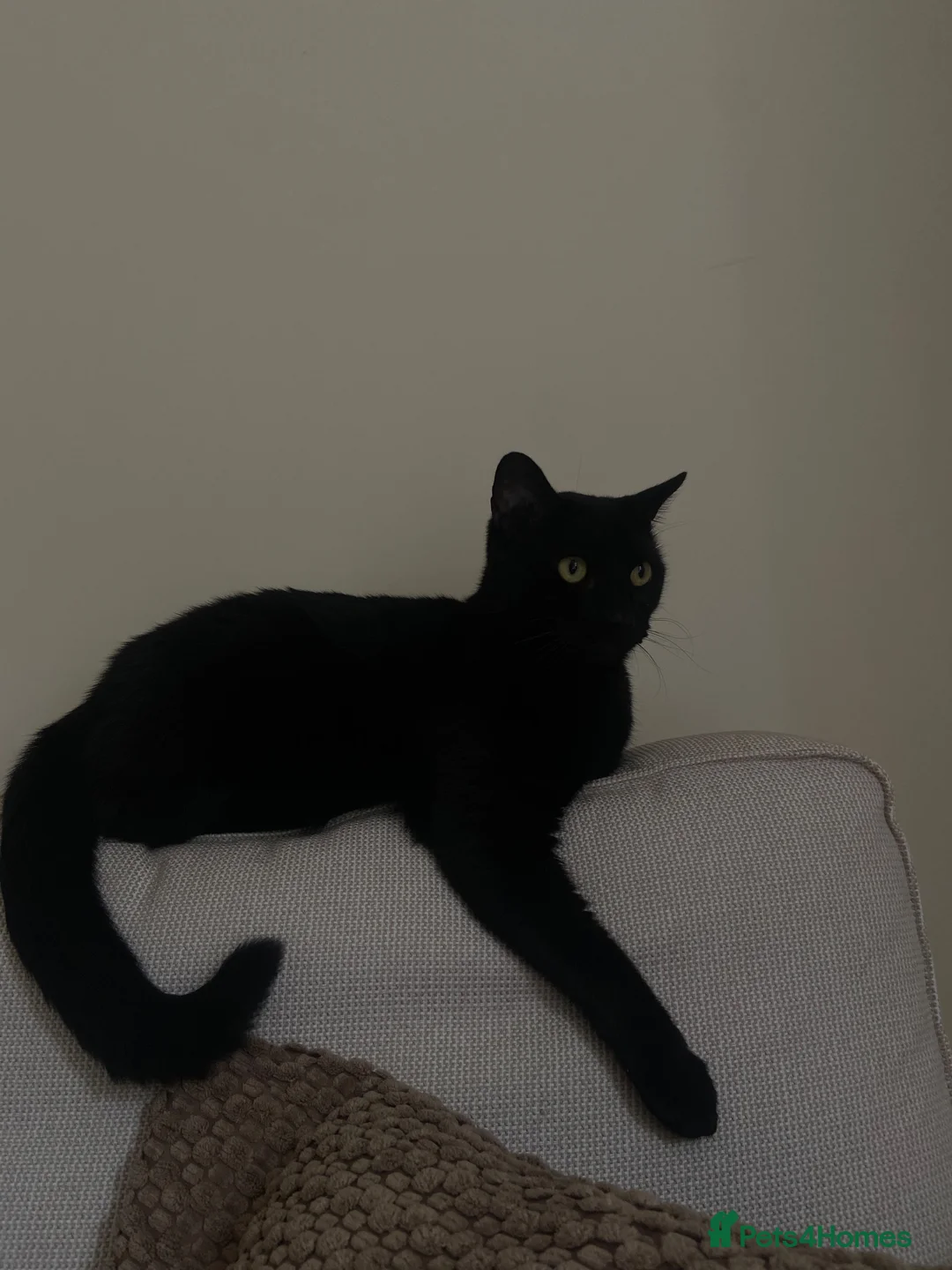 Mixed Breed cats for sale: Male Cats Looking for a Forever Home - Advert 2