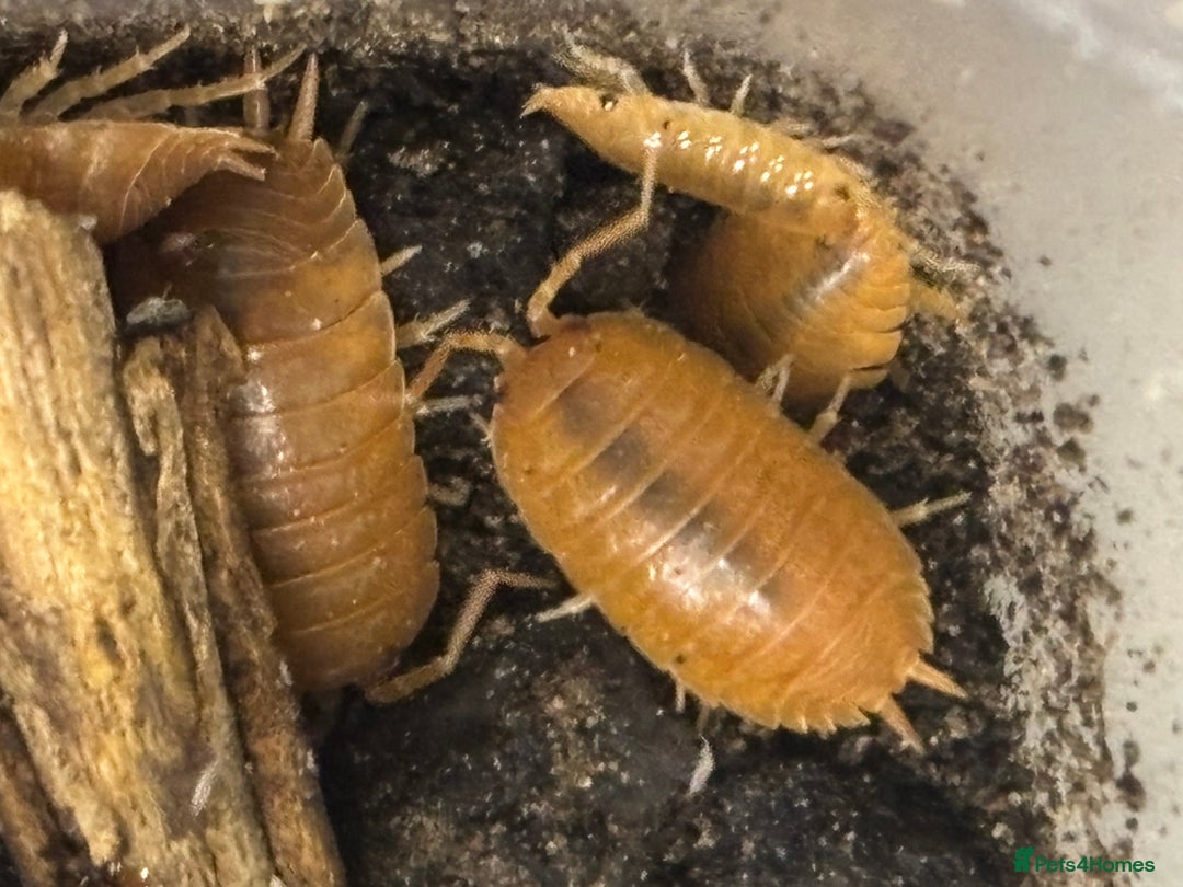 Isopods invertebrates for sale: Mixed types Isopods available Ridgeback Rollers  - Advert 23