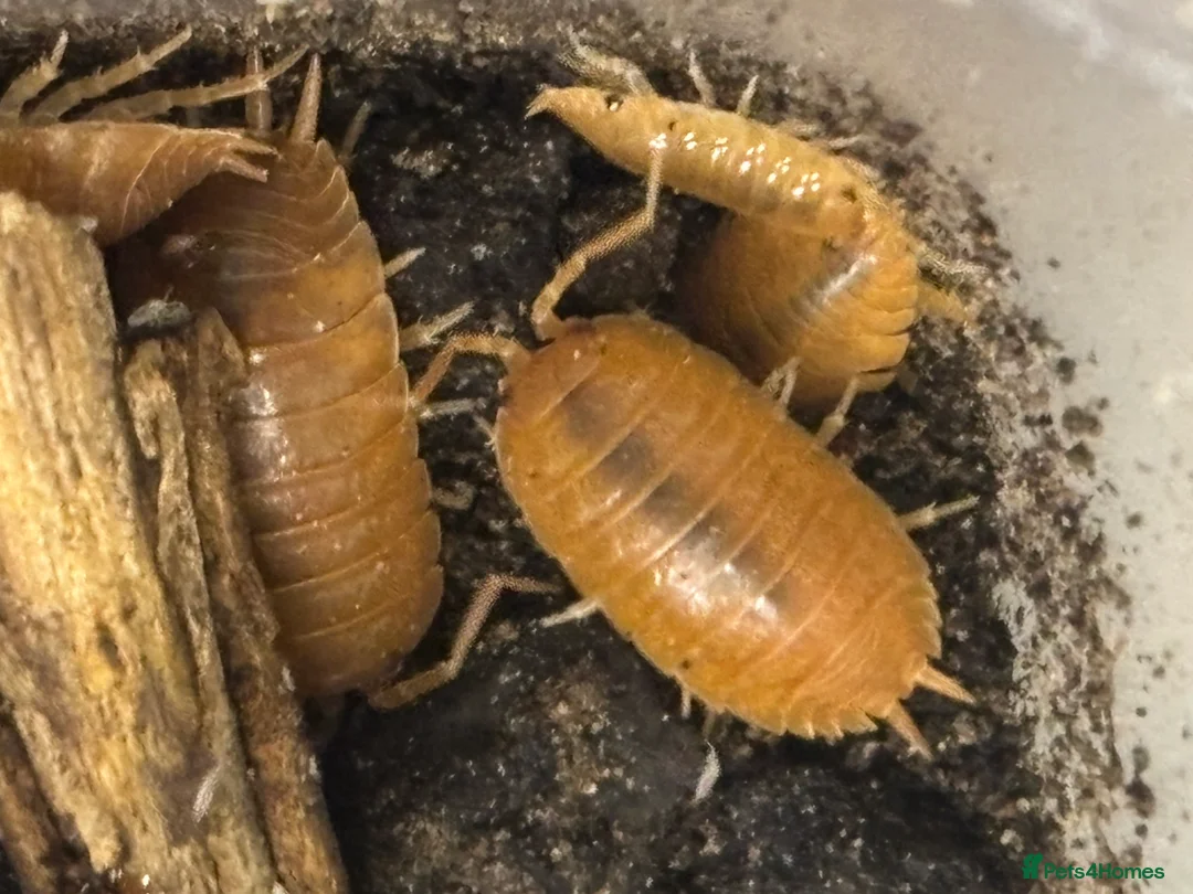 Isopods invertebrates for sale: Mixed types Isopods Orange Springtails  - Advert 23