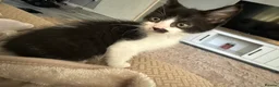 Mixed Breed cats for sale: Beautiful half bengal kittens  - Advert 9