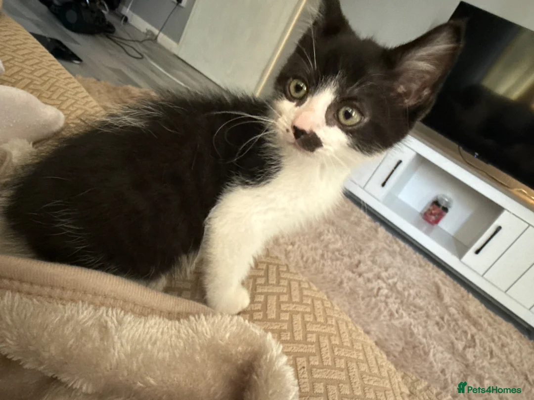 Mixed Breed cats for sale: Beautiful half bengal kittens  - Advert 9