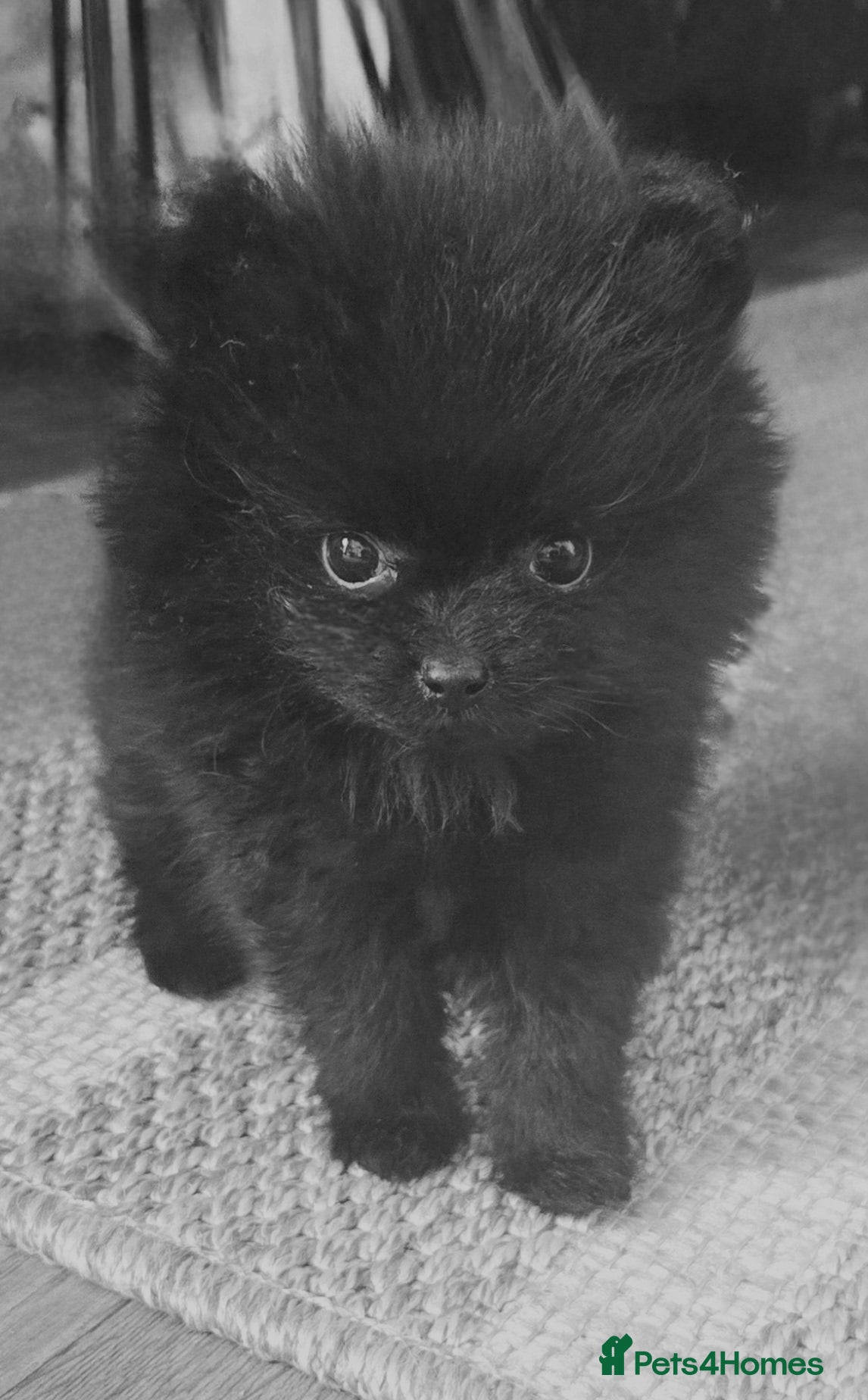 Pomeranian dogs Only one Beautiful little girl left  - Advert 1