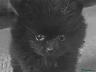 Pomeranian dogs Only one Beautiful little girl left - Advert 1