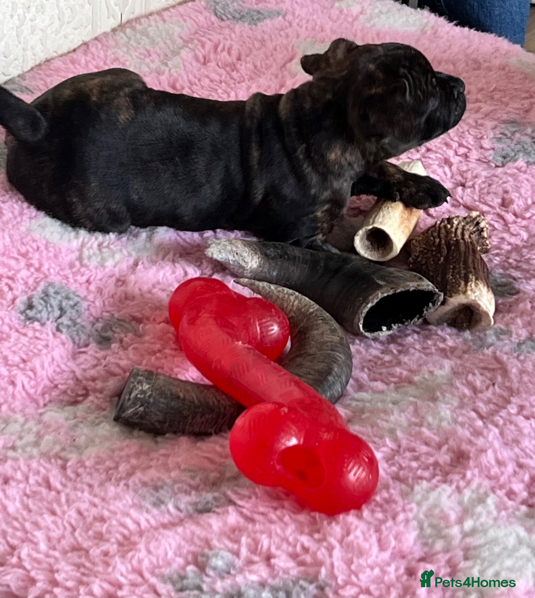 Staffordshire Bull Terrier dogs KC reg 8week Staffordshire Bull Terrier  - Advert 2