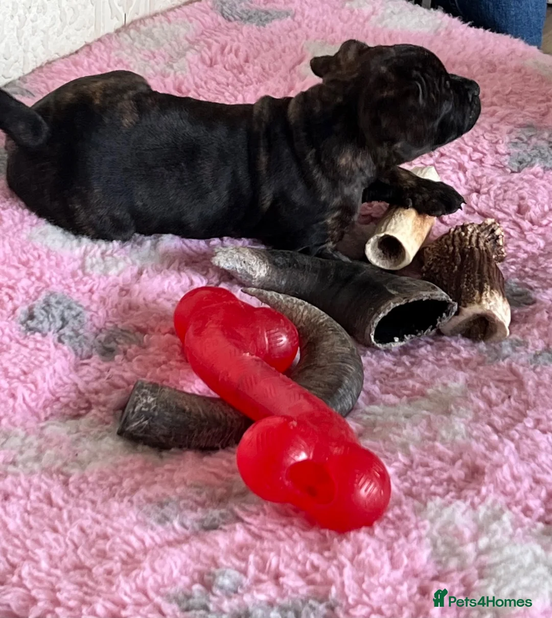 Staffordshire Bull Terrier dogs for sale: KC reg 8week Staffordshire Bull Terrier  in Stoke-on-Trent - Advert 2