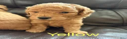 Miniature Poodle dogs for sale: KC DNA Health Tested Red Miniature Poodle Puppies in Glasgow - Advert 14