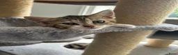 Mixed Breed cats for sale: 4 Gorgeous tabby kittens, 2 with white features - Advert 31