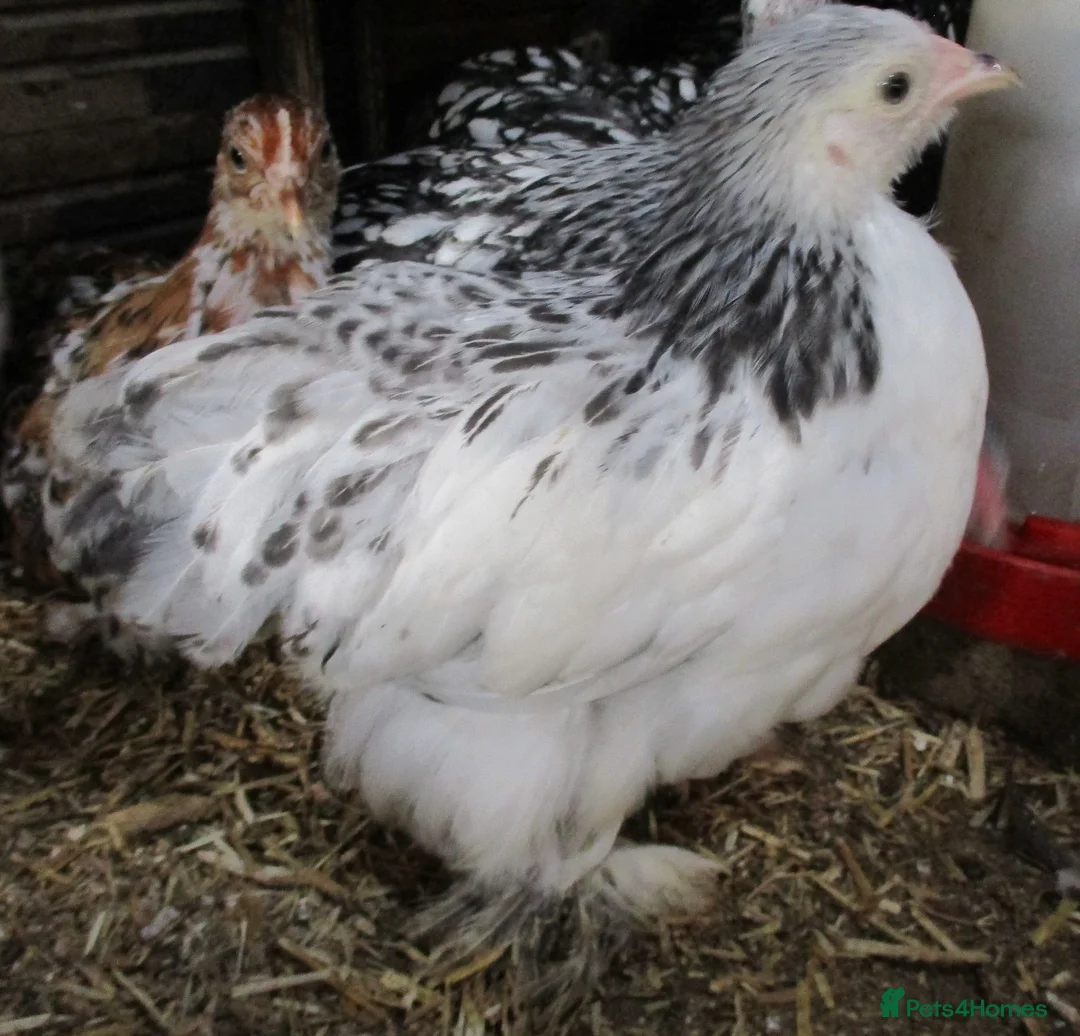 Chickens poultry for sale: Bantam Pullets Pekin, Wyandotte  Araucana  Bantams - Advert 4