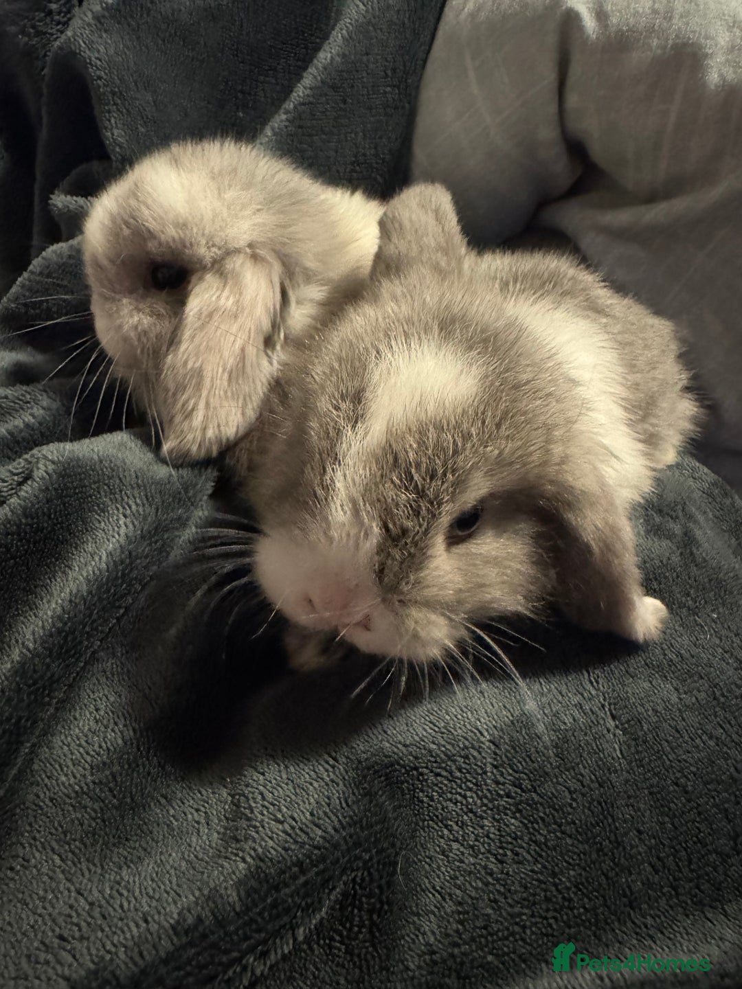 Mini Lop rabbits for sale: Extremely friendly mini lop babies for sale  - Image 4