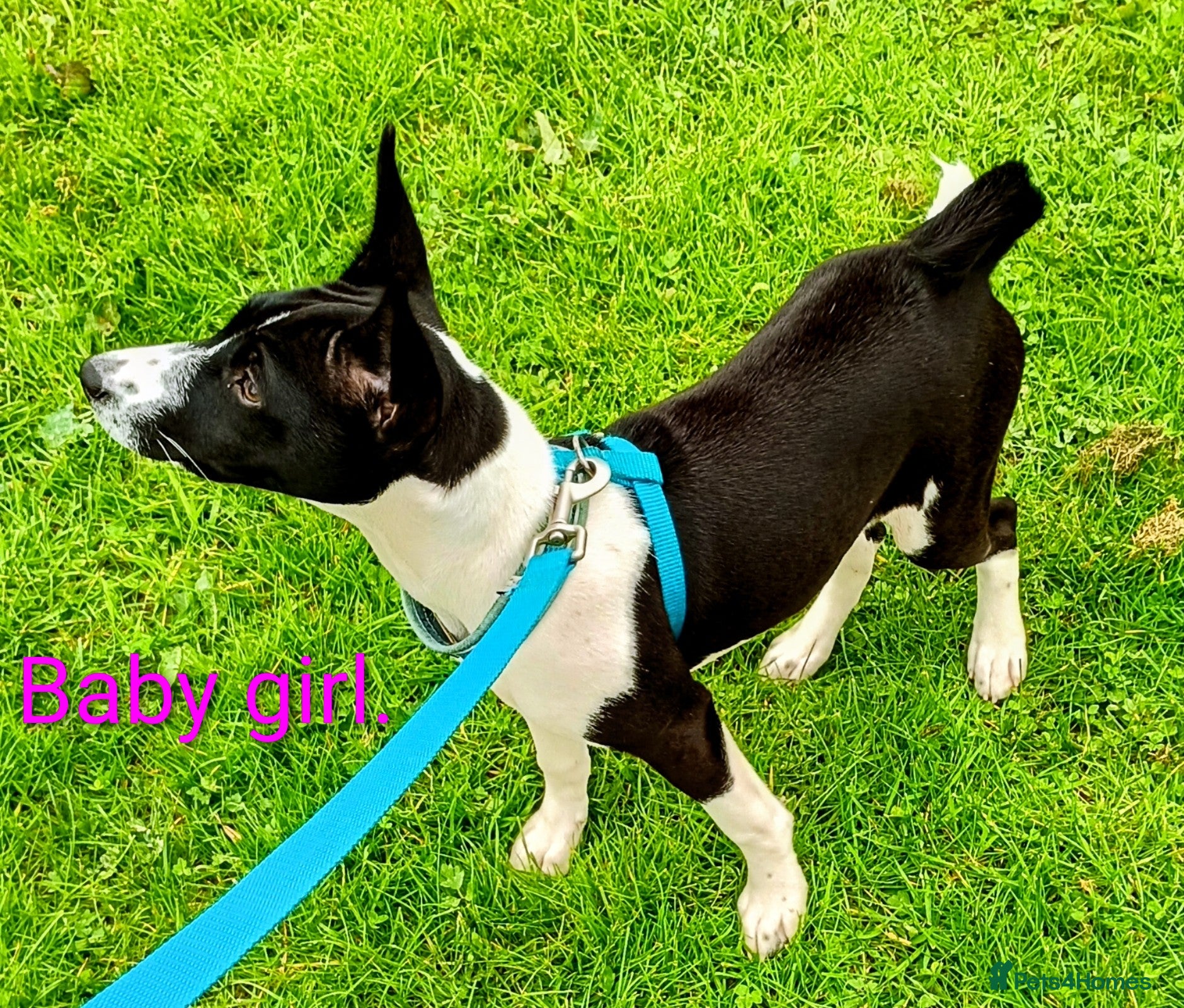 Basenji dogs Basenji baby girl... last one left. Top quality. - Advert 1