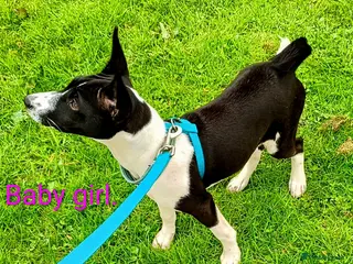 Basenji dogs Basenji baby girl... last one left. Top quality. - Advert 2
