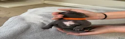 Staffordshire Bull Terrier dogs for sale: Staffordshire Bull Terrier puppies x8 in Swadlincote - Advert 15