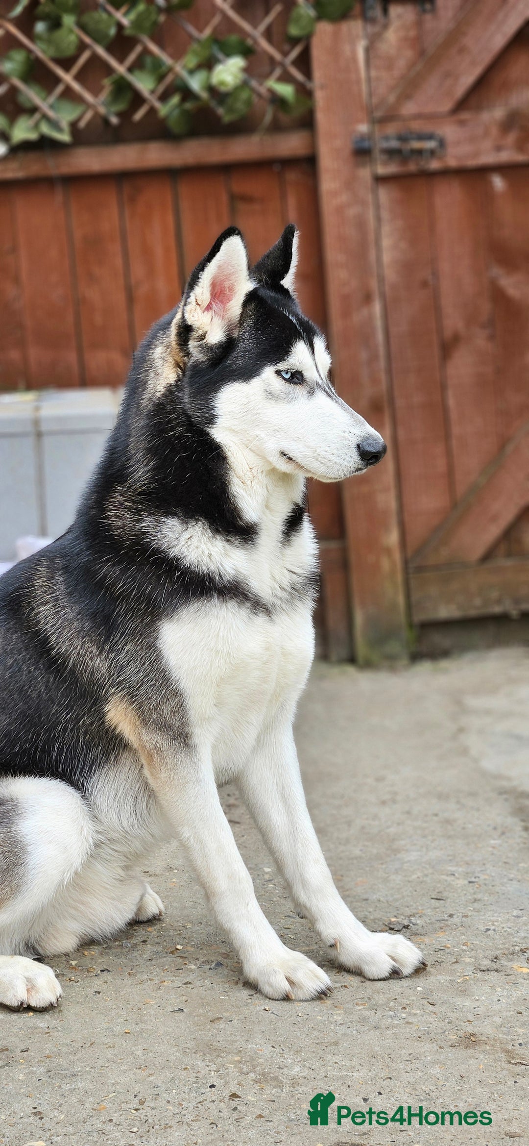Mixed Breed dogs for sale: siberian husky cross cane corse and stuffy - Image 28