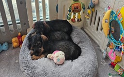 Dachshund dogs for sale: Outstanding Standard Wire haired Dachshund puppies - Image 34