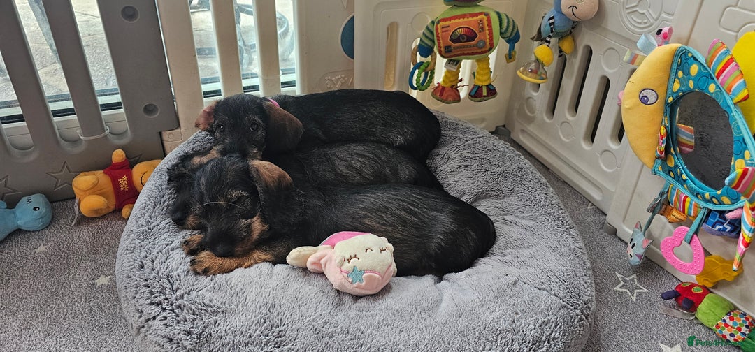 Dachshund dogs for sale: Outstanding Standard Wire haired Dachshund puppies - Image 34