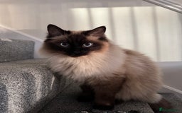 Ragdoll cats for sale: Male Ragdoll for sale - Advert 1