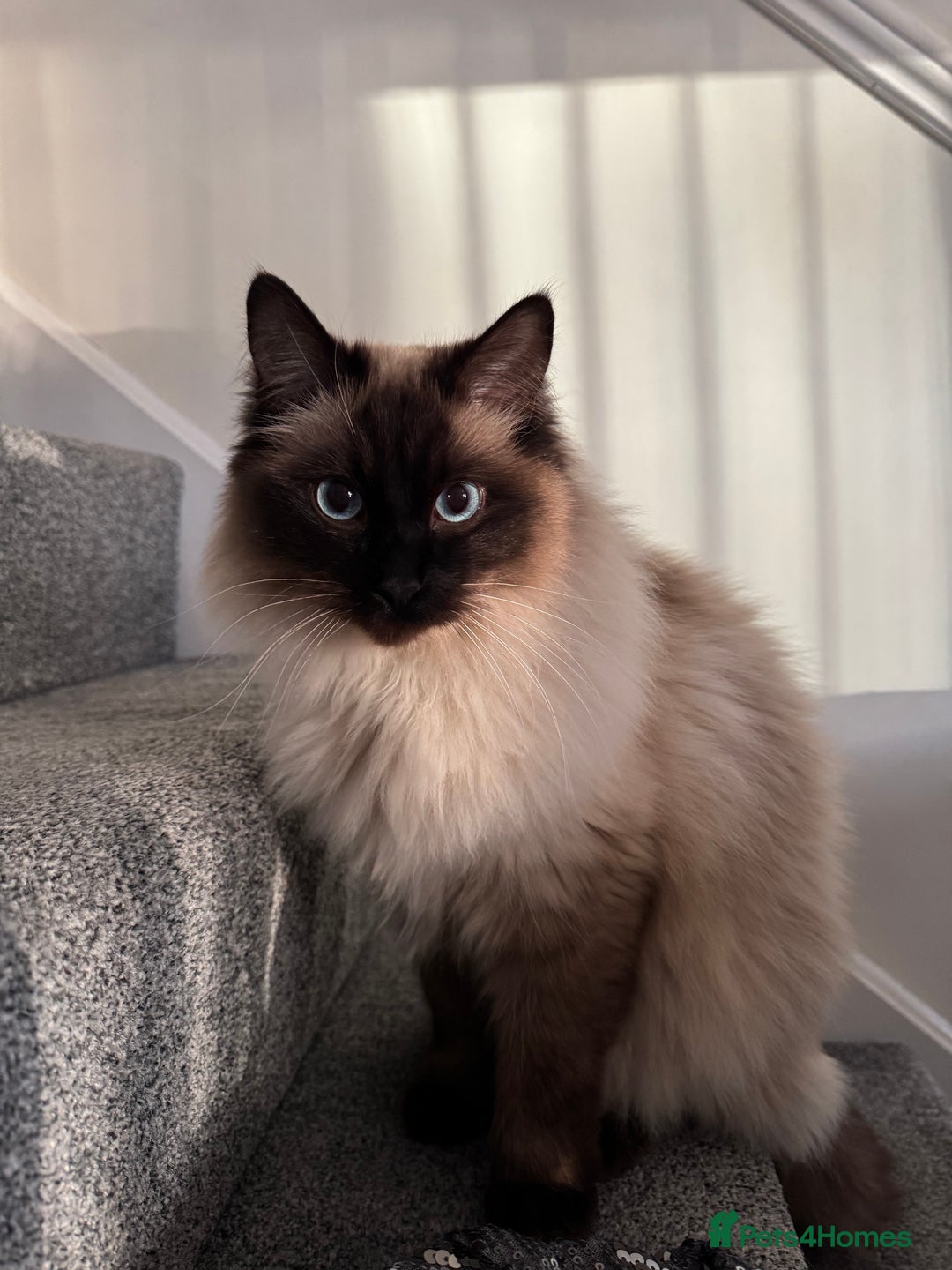 Ragdoll cats for sale: Male Ragdoll for sale - Advert 1