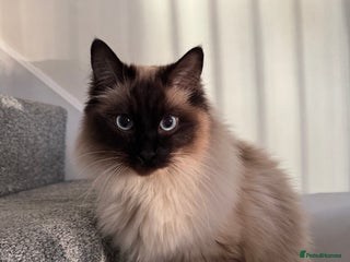 Ragdoll cats Male Ragdoll for sale - Advert 2
