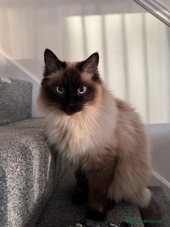 Ragdoll cats Male Ragdoll for sale - Advert 2