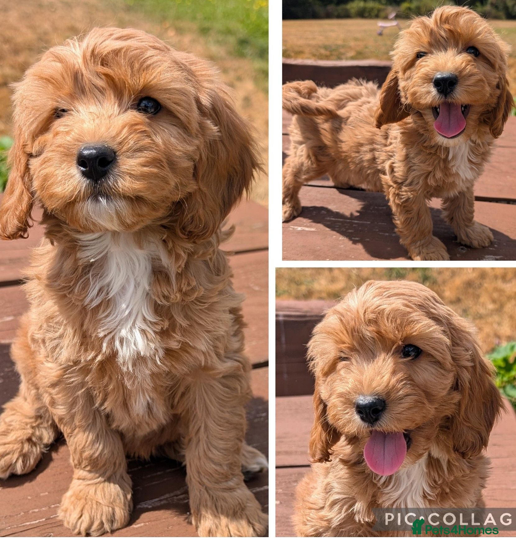 Cavapoo dogs Beautiful & Quality DNA Clear F1 Cavapoo puppies  - Advert 1