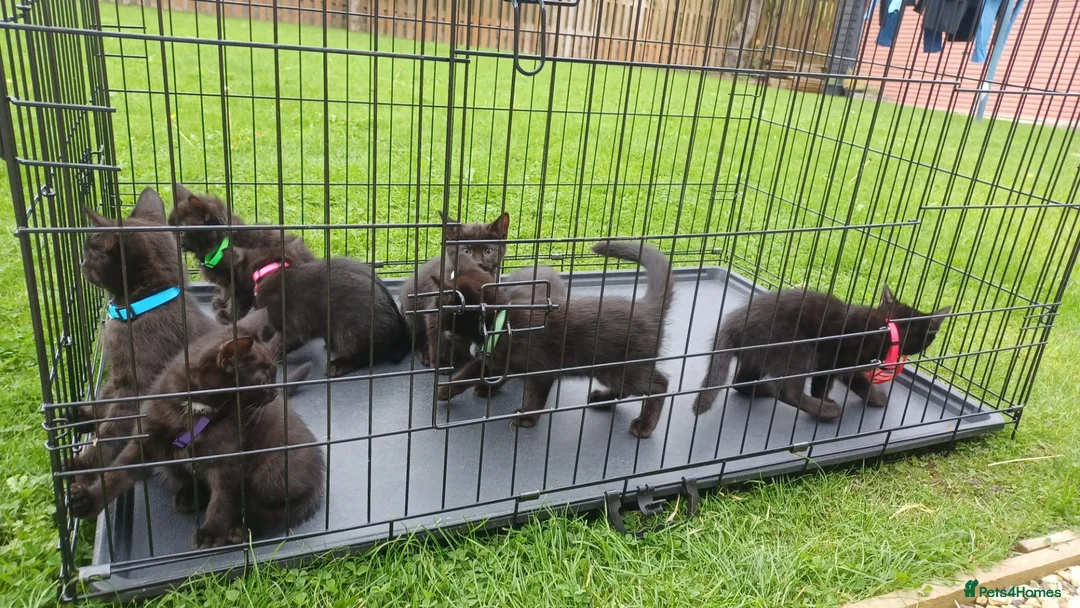 British Shorthair cats for sale: 8 British Shorthair Kittens for Sale in Perth - Advert 1